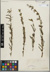 Foto von Salix purpurea L.